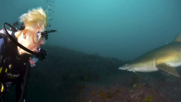 ''Distressing'' &#8230; Greens MP Cate Faehrmann spots a grey nurse shark with a hook in its mouth during a dive off Fish Rock.