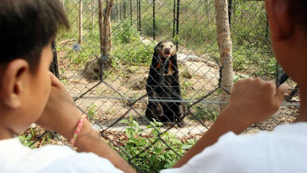 Land of splendour: Bears at Phnom Tamao Wildlife Rescue Centre.