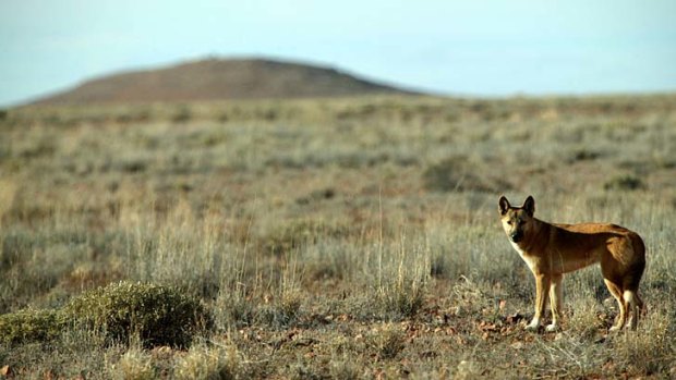 New ID for Dingoes  The Scientist Magazine®