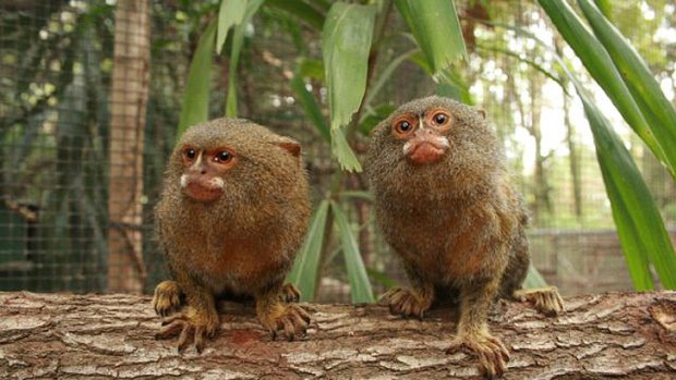 Alma Park Zoo's new pygmy marmosets Penne and Pesto settle in to their new home.
