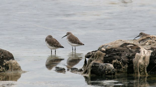The sickle-billed Eastern curlew, and its smaller cousin, the curlew sandpiper (pictured), are the first shorebirds on the endangered species list.
