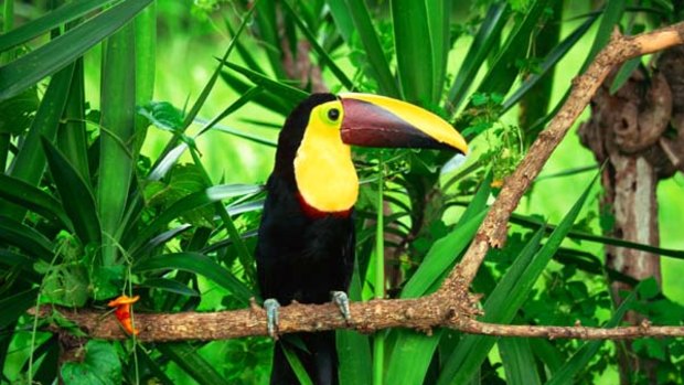 Nature's bounty ... a toucan in the rainforest.