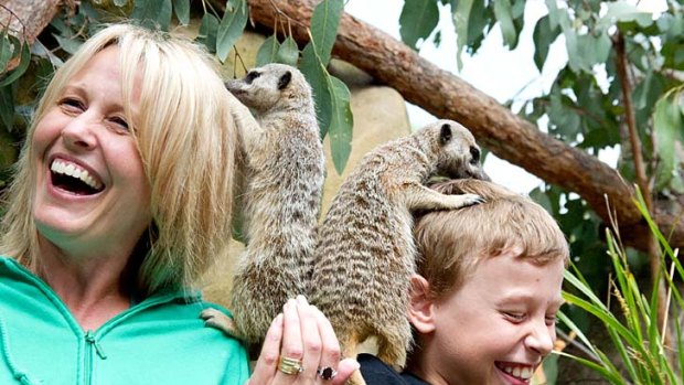 Wild things ... meerkats search for worms in visitors' hair.