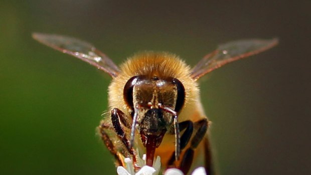 Not so sweet ... the lethal tactics of Japanese honeybees have been analysed.