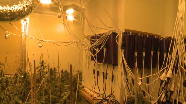 Police have discovered ten 'grow houses' in Perth's southern suburbs. 