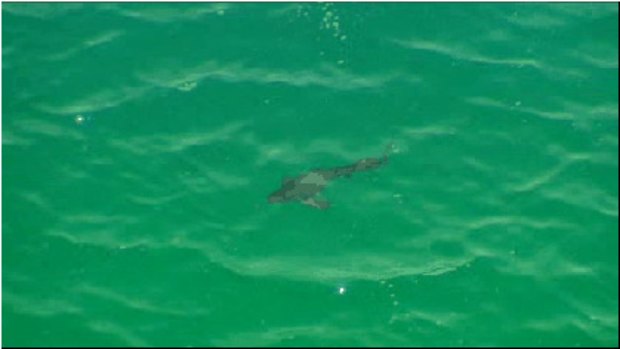 One of the tiger sharks spotted off Floreat  beach today.