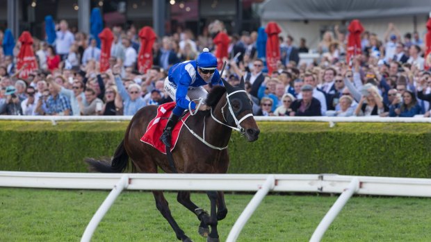 Stunning run: Winx is aiming for her 21st victory in a row at Flemington on Saturday. 