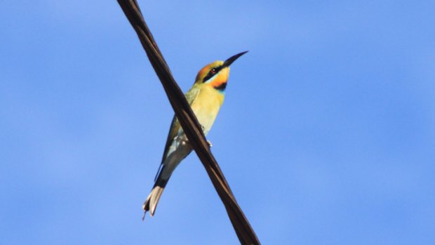 Rainbow bee-eaters are seasonal visitors to the Perth area.