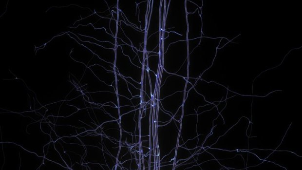 Neurons: An illustration from the Human Brain Project in Switzerland.