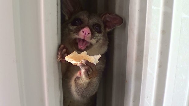 A brushtail possum enjoys some toast in a Canberra home on Australia Day.