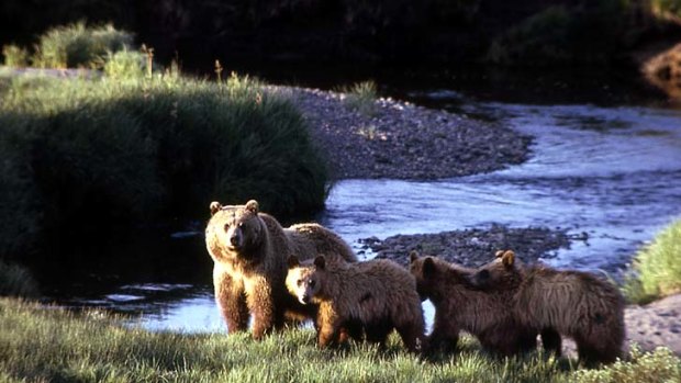 A grizzly bear sow with three cubs at Yellowstone National Park.