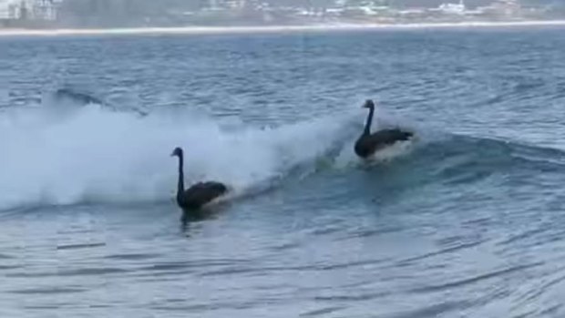 Black swans surfing at Kirra beach
