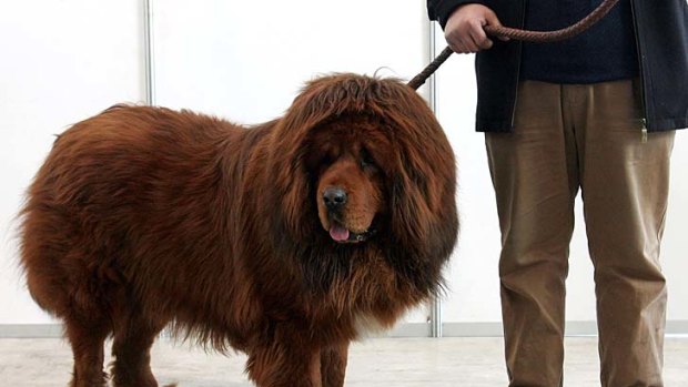 A Tibetan mastiff.