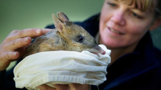 Melbourne Zoo keeper Emma King with an eastern barred bandicoot.