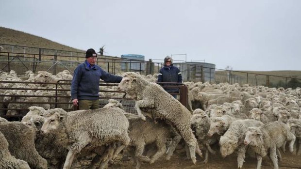 Graziers Howard and Anne Charles herd their sheep in for drenching on their property outside of Nimmitabel.