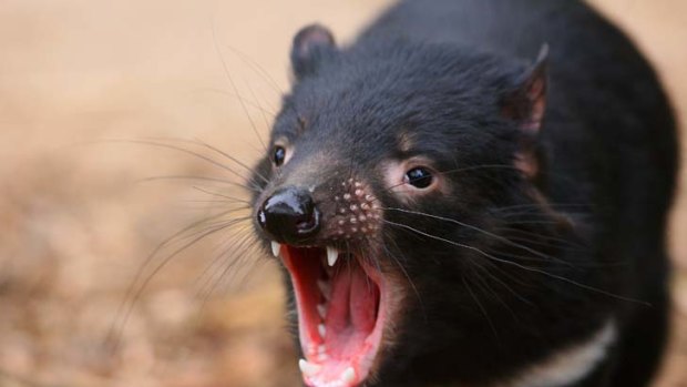 Health scare ... Tasmania devils.