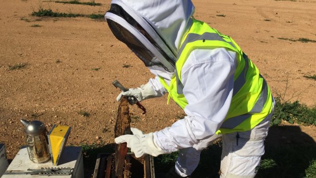 Bee biosecurity officer Jessica Hartland conducts surveillance of bee hives.