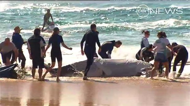 Rescuers help move the whale back into the water.