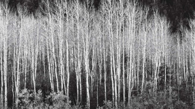Ansel Adams: Aspens, Dawn, Dolores River Canyon, Autumn.