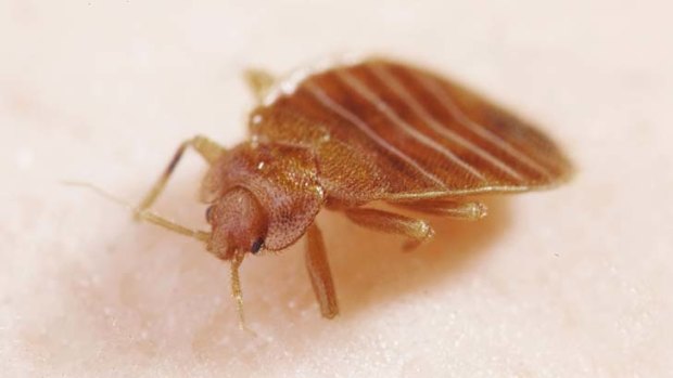 Eternal sleep: Entomologists may have found a way to eradicate the bedbug.
