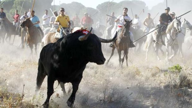 Horsemen run behind the bull during the Toro de la Vega festival.