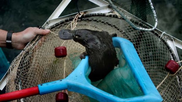 Freed ... the six-month-old platypus is rescued after several hours of being trapped in a pipe at the Penrith Sydney Water facility. He will be released in the Lower Nepean River catchment.