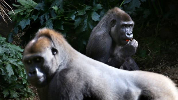 Ebola poses a huge threat to ape populations.