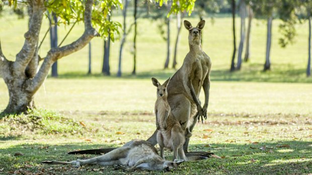 Evan Switzer captured these scene near Hervey Bay on Monday.