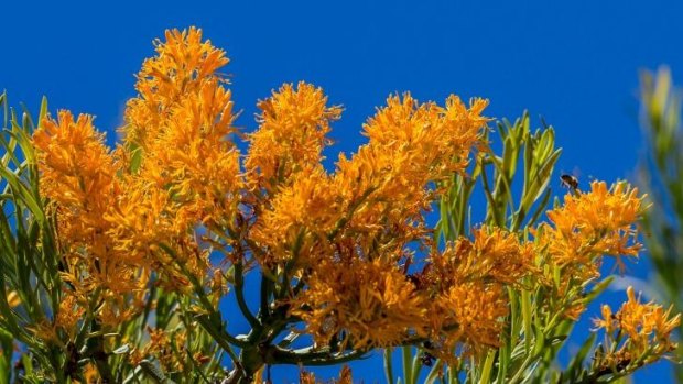 Bad traveller: Nuytsia floribunda is notoriously hard to propagate away from its familiar West Australia bushland.