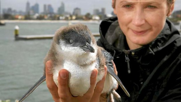 Monash Uni researcher Nicole Kowalczyk at St Kilda Pier monitoring the penguins.