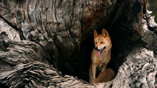 Victoria is taking the first tentative steps towards protecting its dingo population. But the moves are not without controversy.