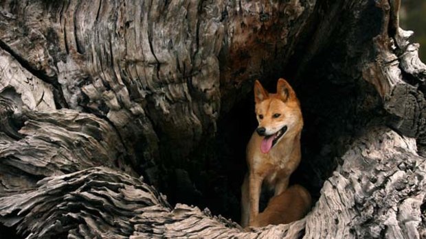 Dingoes Elevated to 'Almost-Human' Status in Pre-Colonial