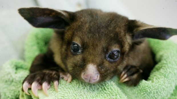 A yellow-bellied glider.