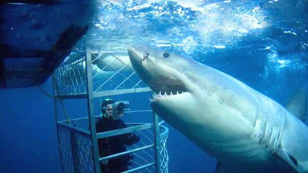 Magnificent animal ... getting up close with a great white in South Australia.