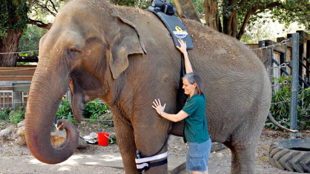 Perth Zoo’s senior veterinarian Dr Simone Vitali with Tricia