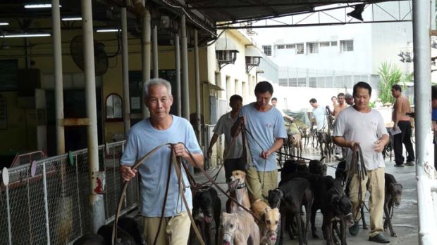Greyhounds prepare to race in Macau, where they are put down if they don't run a place in five starts.