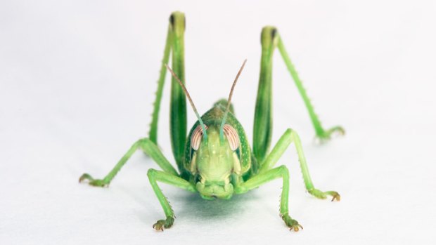 Desert locust (<i>Shistocerca gregaria</i>).