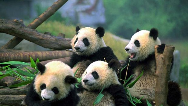 Older pandas frolic in an enclosure.