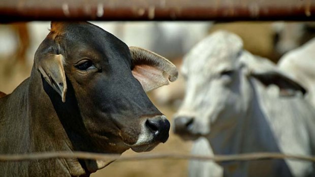 Ears will be removed after slaughter as part of a crackdown on growth-promoting implants.