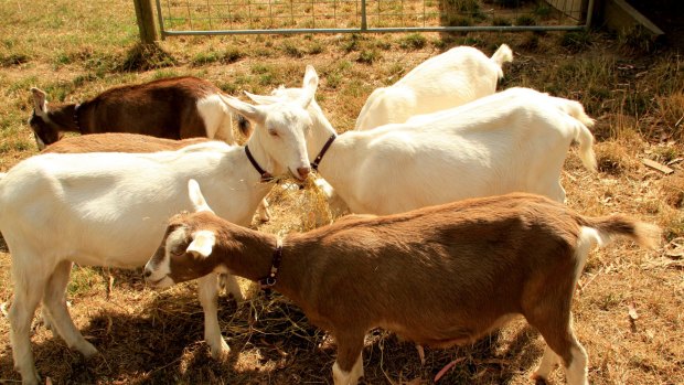 Young goats at Main Ridge Dairy. Their milk is turned into award winning cheeses.