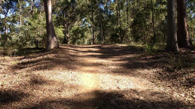 The Powerful Owl Trail at Mt Coot-tha. Source: Supplied.