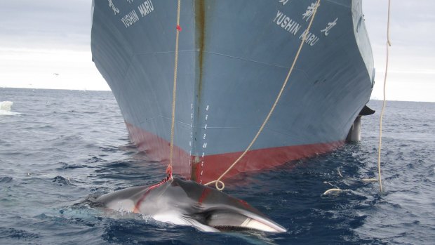 Japanese Antarctic whaling: resumed this summer