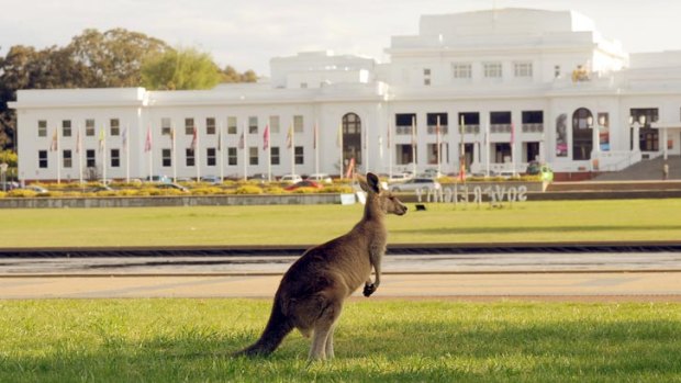 Two icons of Australia ... a kangaroo grazing on the lawns of Old Parliament House.
