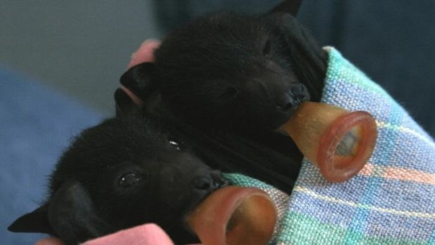 Get up close with some baby bats on the Batty Boat Cruise on Sunday.