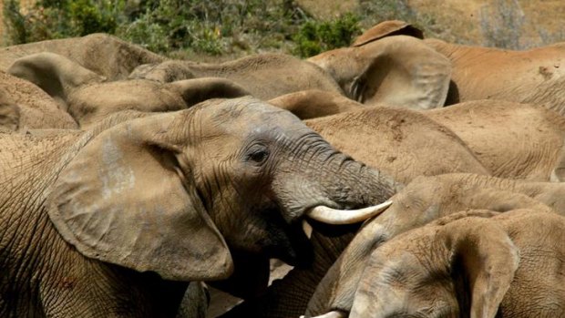 The footprints came from a herd of at least 13 elephants.