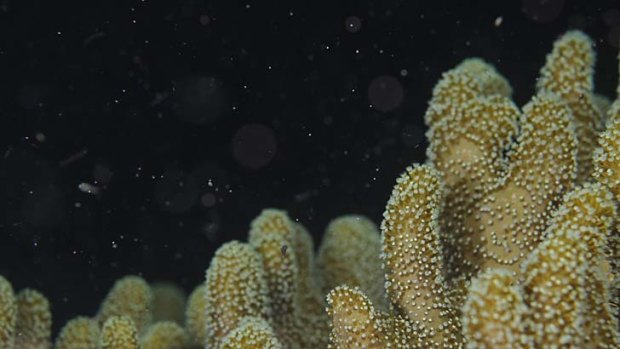 Scientists and divers are eagerly awaiting this year's spawn on the Great Barrier Reef.