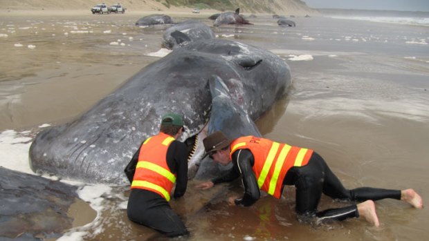 Parks and wildlife officers check the condition of a stranded sperm whale.