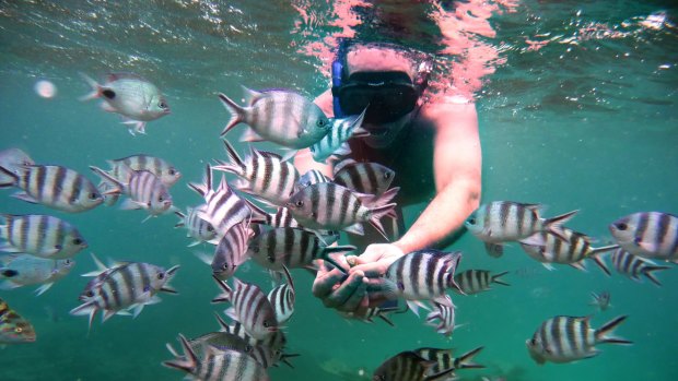 Friendly fish: Snorkelling in  Mauritius.

