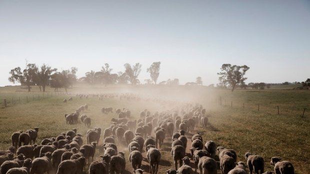 A flock near Dunedoo belonging to Lou Armstrong, a third-generation sheep breeder. Mr Armstrong said years of uncertainty over a coal mine had hobbled businesses in the town.
