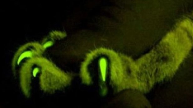 The green glow can clearly be seen in this close-up photo of a cat's paw.